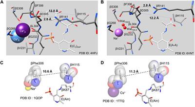 Allosteric regulation of substrate channeling: Salmonella typhimurium tryptophan synthase